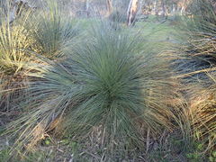 Xanthorrhoea quadrangulata