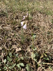 Cardamine douglassii
