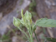 Sida tragiifolia
