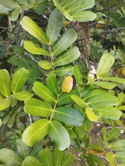 Macrolobium multijugum