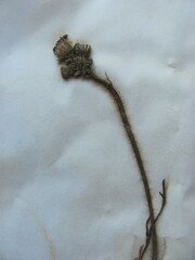 Pilosella aurantiaca