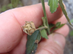 Sida tragiifolia