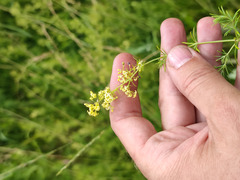 Galium × pomeranicum