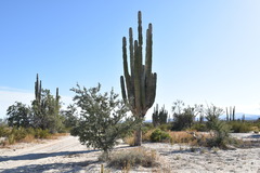 Pachycereus pringlei