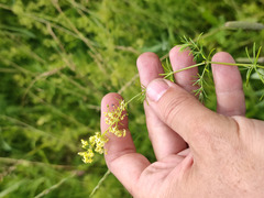 Galium × pomeranicum