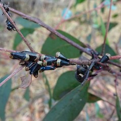 Eurymelessa moruyana