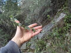 Sida tragiifolia