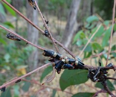 Eurymelessa moruyana