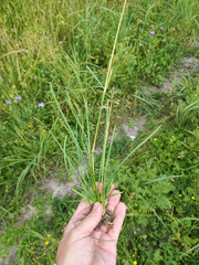 Poa pratensis