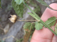 Sida tragiifolia