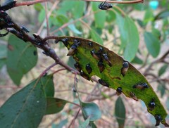 Eurymelessa moruyana