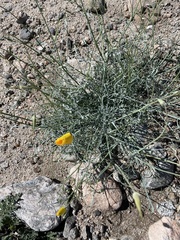 Eschscholzia minutiflora