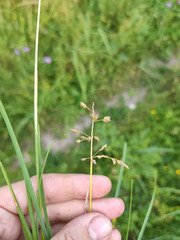 Poa pratensis