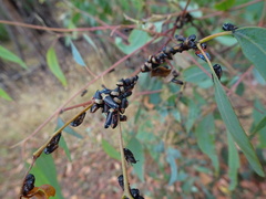 Eurymelessa moruyana