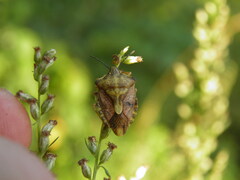Carpocoris purpureipennis