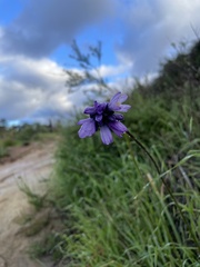 Dipterostemon capitatus capitatus