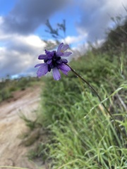 Dipterostemon capitatus capitatus