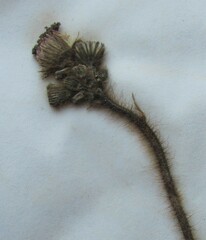 Pilosella aurantiaca