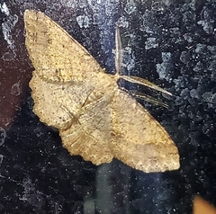 Melanolophia signataria
