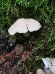 Pseudohydnum gelatinosum