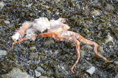 Enteroctopus dofleini