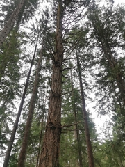 Pseudotsuga