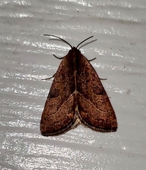 Galgula partita