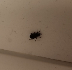 Otiorhynchus sulcatus