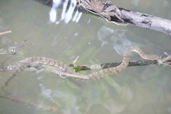 Cerberus schneiderii