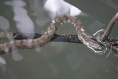 Cerberus schneiderii