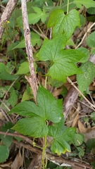 Diplocyclos palmatus