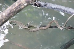 Cerberus schneiderii