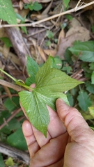 Diplocyclos palmatus