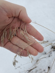 Bromus tectorum