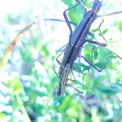 Anisomorpha buprestoides