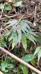 Leptochilus ellipticus