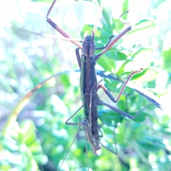 Anisomorpha buprestoides