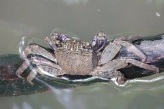 Episesarma versicolor