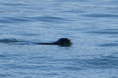 Phoca vitulina
