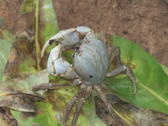 Tuerkayana celeste
