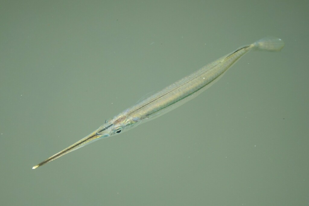 Zenarchopterus