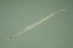 Zenarchopterus buffonis