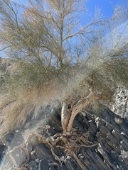 Parkinsonia florida