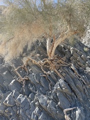 Parkinsonia florida