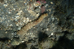 Holothuria hilla