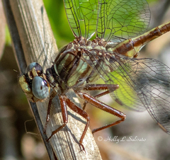 Phanogomphus cavillaris