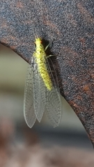 Calochrysa extranea
