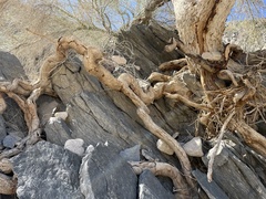 Parkinsonia florida