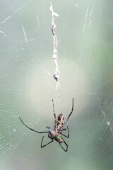 Trichonephila antipodiana