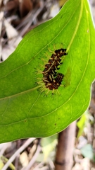 Kaniska canace